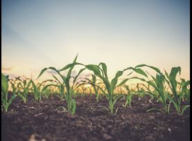 agriculture farmland