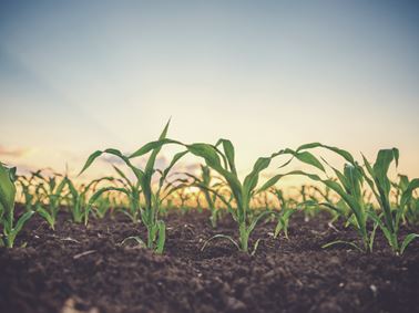 agriculture farmland