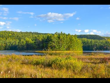 Boreal Forest Site Remediation