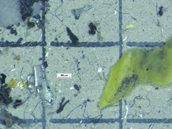 Alanalys av oljefilter